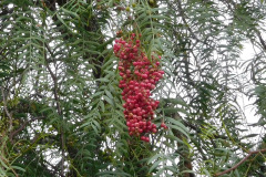 DSCN2361_resize