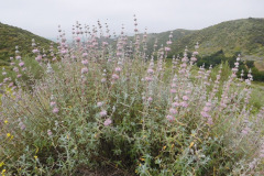 DSCN2392_resize