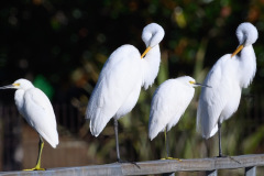 DSC_4905-Edit-21_resize