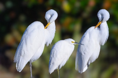 DSC_4905-Edit1_resize