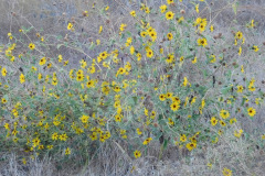 DSCN3099_resize
