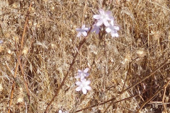 DSCN3101_resize