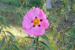 DSCN3615_resize