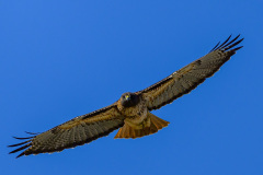 DSC_3064-Edit1_resize