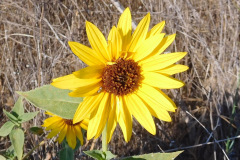 DSCN4338_resize
