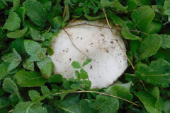 DSCN3667_resize