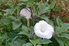 DSCN3676_resize