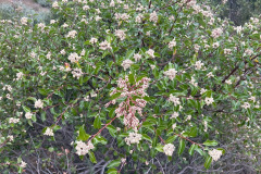 IMG_1856_resize