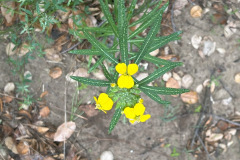 IMG_1858_resize