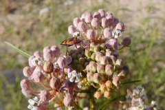 DSCN4268_resize