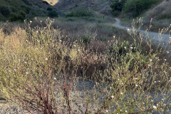 IMG_0998.1_resize