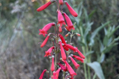IMG_1002.1_resize