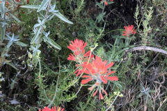 IMG_1010.1_resize