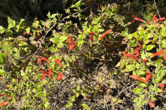 IMG_1030.1_resize