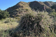 IMG_1032.1_resize
