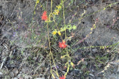 IMG_1033.1_resize