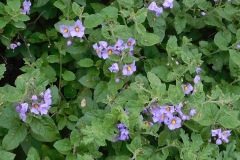 DSCN3837_resize