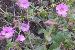 DSCN3840_resize