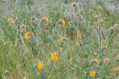 DSCN3846_resize