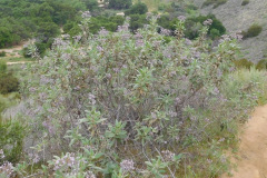 DSCN3871_resize