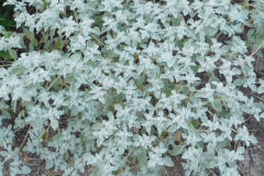 DSCN2703_resize