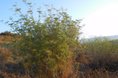 DSCN2709_resize