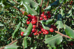 DSCN2717_resize