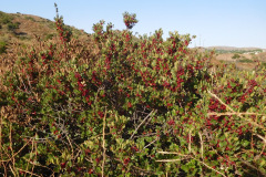 DSCN2720_resize