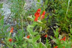 DSCN4350_resize