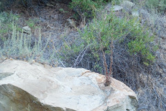 DSCN4356_resize