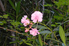 DSCN4357_resize