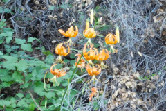 DSCN4365_resize