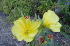 DSCN4372_resize