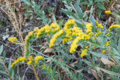 DSCN5038_resize