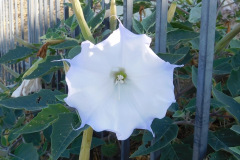 DSCN5048_resize