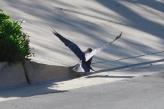 DSCN5066_resize