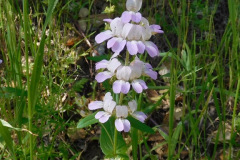 DSCN4019_resize