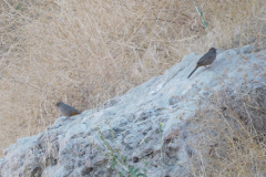 DSCN2819_resize