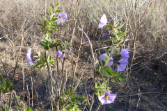 DSCN3505_resize