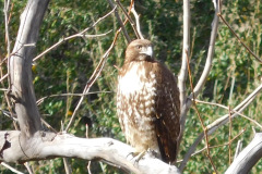 DSCN3520_resize