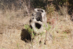 DSCN3523_resize