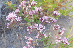 DSCN4432_resize