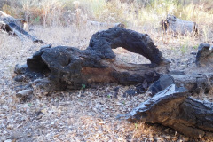 DSCN4438_resize