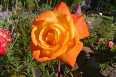 DSCN4446_resize