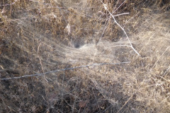 DSCN4452_resize