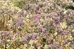 IMG_4704_resize