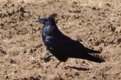 DSCN2992_resize