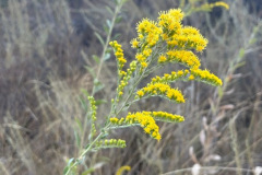 IMG_1395_resize