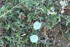 IMG_1205_resize