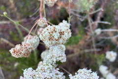 IMG_1219_resize